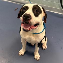 Shelter Stray Male Dog last seen , 980 Guilford College Rd, Greensboro, NC 27409, USA