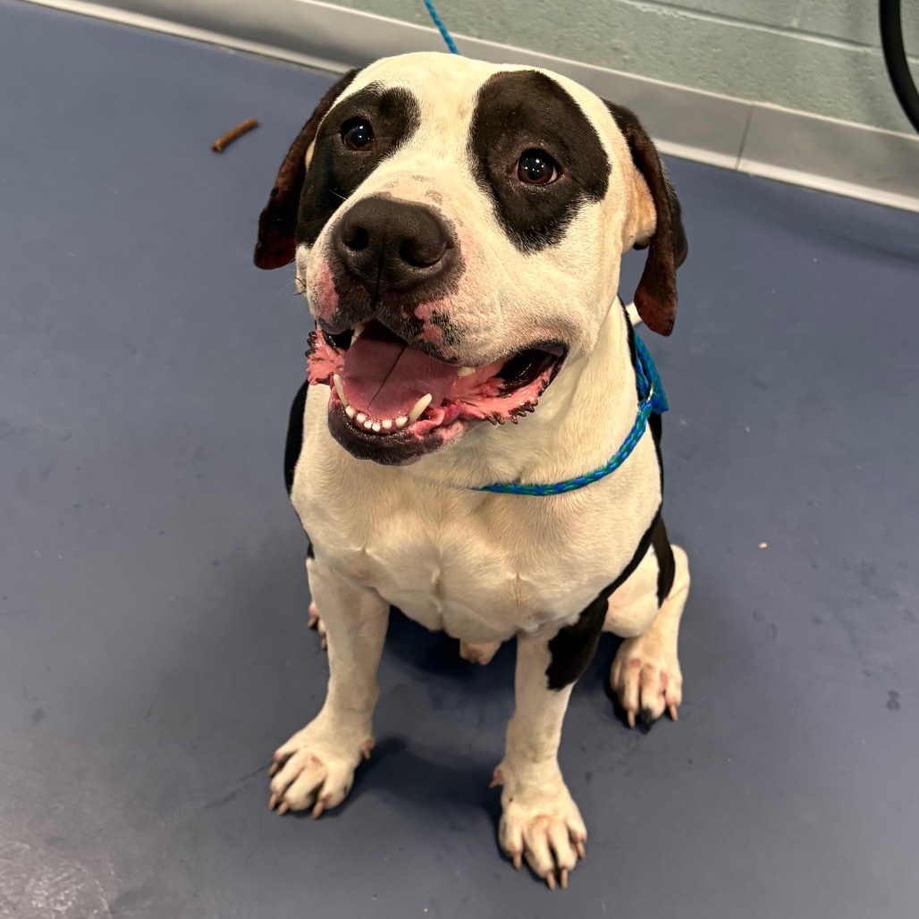 Shelter Stray Male Dog last seen , 980 Guilford College Rd, Greensboro, NC 27409, USA