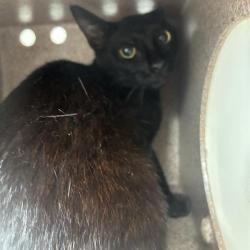 Shelter Stray Unknown Cat last seen , 980 Guilford College Rd, Greensboro, NC 27409, USA