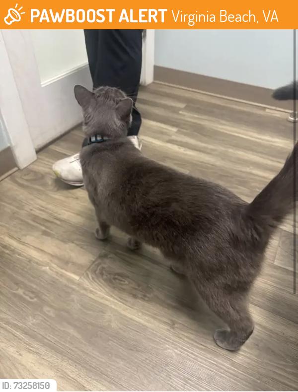 Found/Stray Male Cat last seen Allie Nicole circle, Virginia Beach, VA 23456