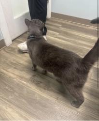 Found/Stray Male Cat last seen Allie Nicole circle, Virginia Beach, VA 23456
