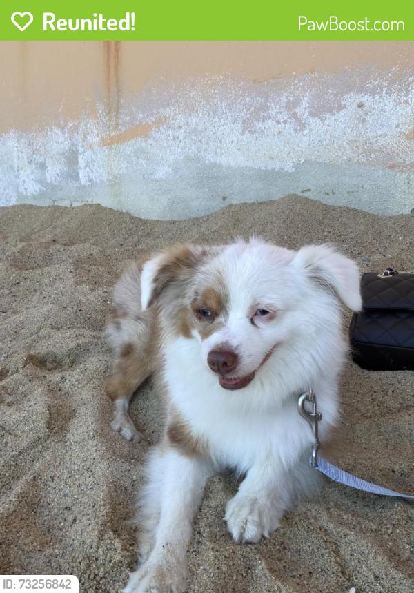 Reunited Male Dog last seen Tuttle avenue, Watsonville CA, Watsonville, CA 95076
