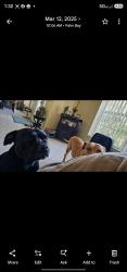 Lost Male Dog last seen Jupiter, Palm Bay, FL 32907