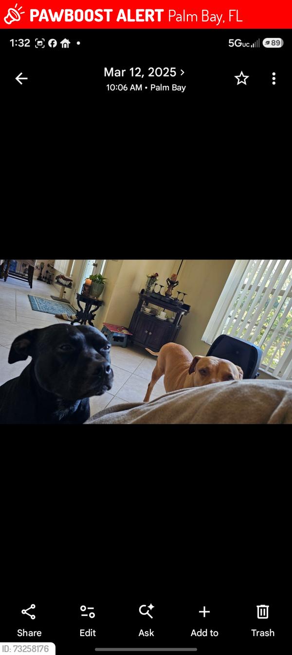 Lost Male Dog last seen Jupiter, Palm Bay, FL 32907