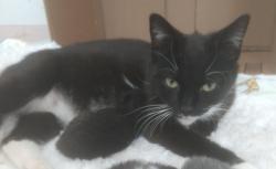 Reunited Female Cat last seen Piedmont Place, Woodbridge, VA 22193