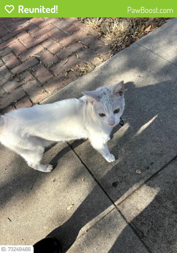 Reunited Unknown Cat last seen Glenhurst Avenue and Garden Avenue, Los Angeles, CA 90039