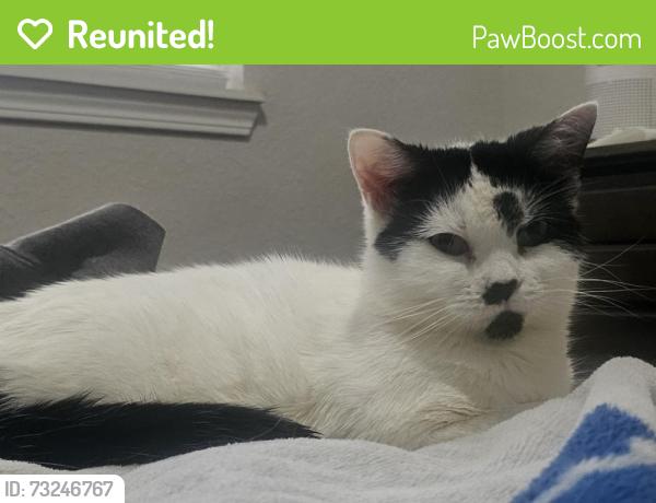 Reunited Female Cat last seen Cranberry Trl, Spring, TX 77373
