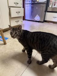 Lost Male Cat last seen The Road named Hill, Spokane County, WA 99005