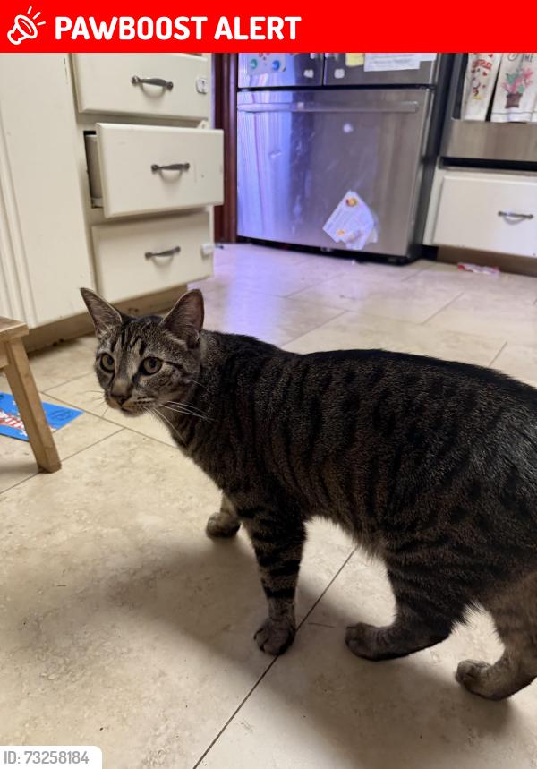 Lost Male Cat last seen The Road named Hill, Spokane County, WA 99005