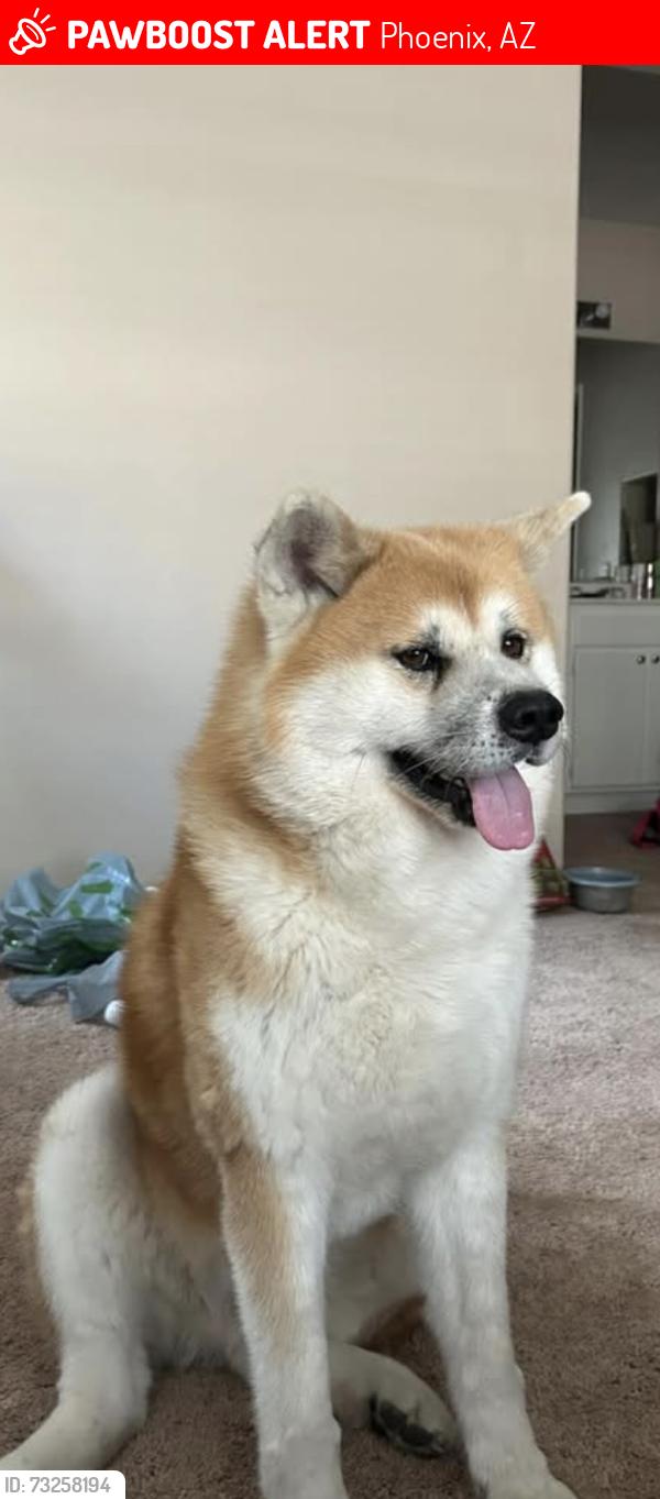 Lost Male Dog last seen north 52nd drive, phoenix Arizona 85031, Phoenix, AZ 85031