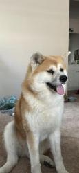 Lost Male Dog last seen north 52nd drive, phoenix Arizona 85031, Phoenix, AZ 85031