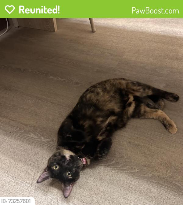 Reunited Unknown Cat last seen Near westmore road, San Diego, ca 92126, San Diego, CA 92126