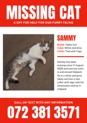 Lost Male Cat last seen Ysterhout St Dalpark Proper Brakpan, Brakpan, GP 1541