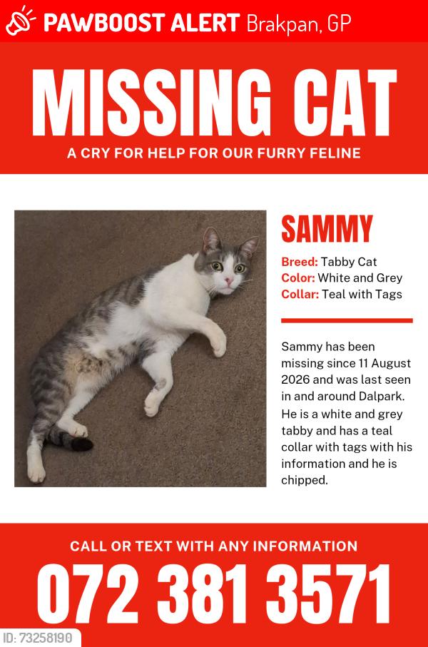 Lost Male Cat last seen Ysterhout St Dalpark Proper Brakpan, Brakpan, GP 1541