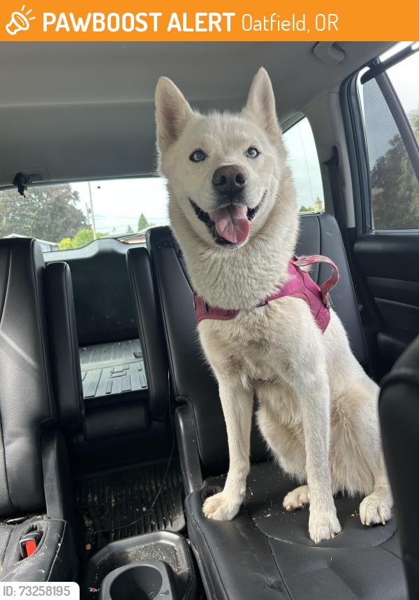 Found/Stray Female Dog last seen Thiessen and El Camino rd in Milwaukie, Oatfield, OR 97267