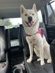 Found/Stray Female Dog last seen Thiessen and El Camino rd in Milwaukie, Oatfield, OR 97267