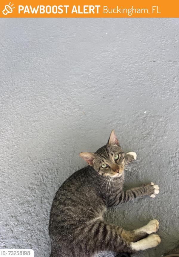 Found/Stray Male Cat last seen Cemetery rd, Buckingham, FL 33905