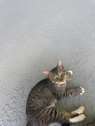 Found/Stray Male Cat last seen Cemetery rd, Buckingham, FL 33905