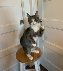 Reunited Male Cat last seen Van Dyke Ave, Raleigh, NC 27601