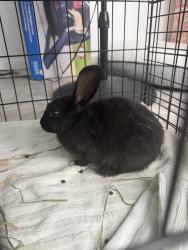 Found/Stray Unknown Rabbit last seen Carlisle, Albuquerque, NM 87106