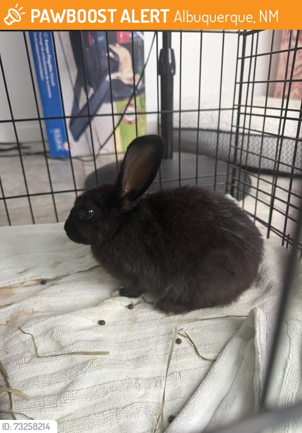 Found/Stray Unknown Rabbit last seen Carlisle, Albuquerque, NM 87106