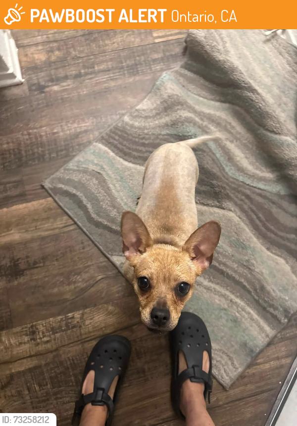 Found/Stray Female Dog last seen Archibald & Riverside Citrine apmts ONTARIO RANCH, Ontario, CA 91761