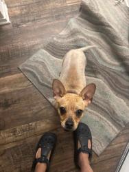 Found/Stray Female Dog last seen Archibald & Riverside Citrine apmts ONTARIO RANCH, Ontario, CA 91761