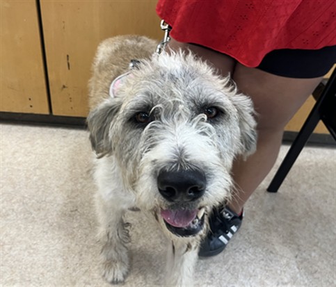 Shelter Stray Female Dog last seen , 957 N Gaffey St, San Pedro, CA 90731, USA