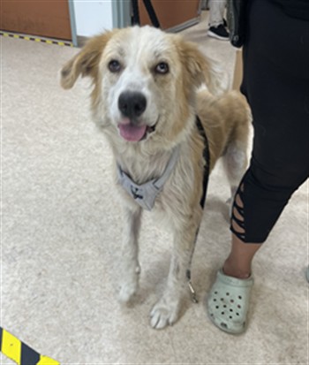 Shelter Stray Female Dog last seen , 957 N Gaffey St, San Pedro, CA 90731, USA