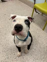 Shelter Stray Male Dog last seen Near BLOCK GRANT DR, 12155 Park Blvd, Brighton, CO 80601, USA