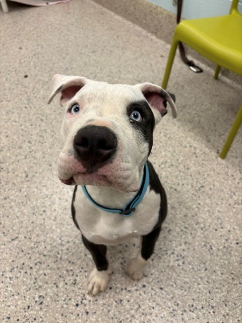 Shelter Stray Male Dog last seen Near BLOCK GRANT DR, 12155 Park Blvd, Brighton, CO 80601, USA
