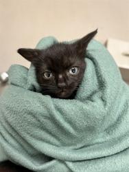 Shelter Stray Unknown Cat last seen , 232 Eslinger Way, Sanford, FL 32773, USA