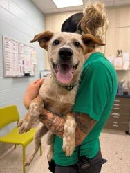 Shelter Stray Female Dog last seen Near BLOCK LILAC CIR, 12155 Park Blvd, Brighton, CO 80601, USA