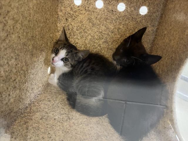 Shelter Stray Unknown Cat last seen , 1601 Eubanks Rd, Chapel Hill, NC 27516, USA