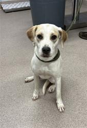 Shelter Stray Female Dog last seen Near BLOCK HULL RD, 1601 Airport Rd, Shelby, NC 28150, USA