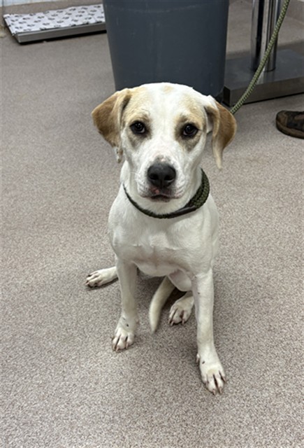 Shelter Stray Female Dog last seen Near BLOCK HULL RD, 1601 Airport Rd, Shelby, NC 28150, USA