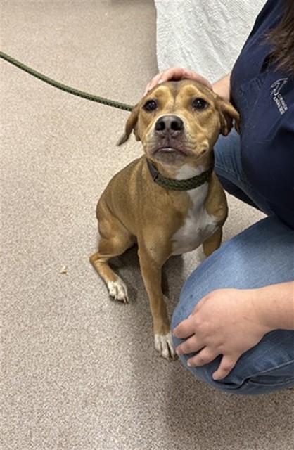 Shelter Stray Unknown Dog last seen Near BLOCK HULL RD, 1601 Airport Rd, Shelby, NC 28150, USA