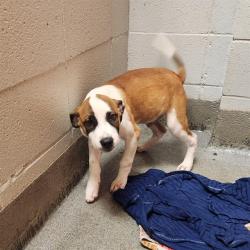 Shelter Stray Male Dog last seen Near OAKWOOD AVE NW, 4950 SW Triana Blvd, Huntsville, AL 35805, USA