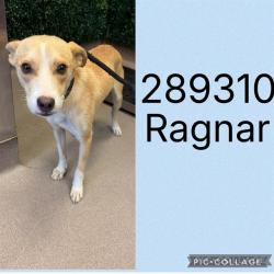 Shelter Stray Male Dog last seen COLMAN AVE, 4214 Fulton Mill Rd, Macon, GA 31216, USA