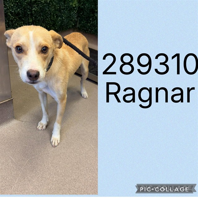 Shelter Stray Male Dog last seen COLMAN AVE, 4214 Fulton Mill Rd, Macon, GA 31216, USA