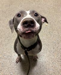 Shelter Stray Female Dog last seen LAS, 3599 NW 79th Ave, Doral, FL 33122, USA