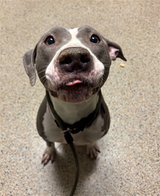 Shelter Stray Female Dog last seen LAS, 3599 NW 79th Ave, Doral, FL 33122, USA