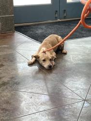 Shelter Stray Female Dog last seen PUTT MORAN LOOP, 31078 LA-36, Lacombe, LA 70445, USA