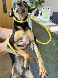 Shelter Stray Male Dog last seen PUTT MORAN LOOP, 31078 LA-36, Lacombe, LA 70445, USA