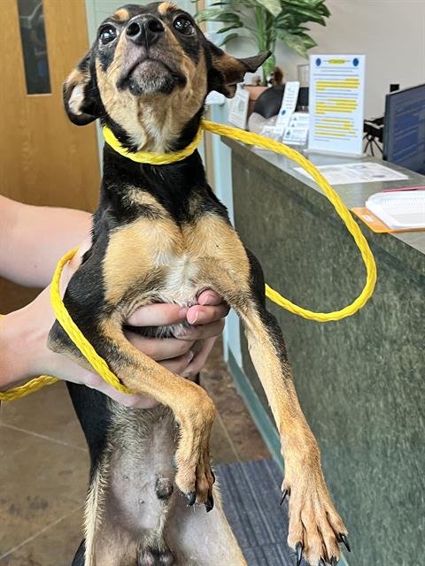 Shelter Stray Male Dog last seen PUTT MORAN LOOP, 31078 LA-36, Lacombe, LA 70445, USA