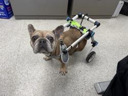 Shelter Stray Female Dog last seen FRUITRIDGE RD & FLORIN PERKINS RD, 2127 Front St, Sacramento, CA 95818, USA