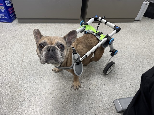 Shelter Stray Female Dog last seen FRUITRIDGE RD & FLORIN PERKINS RD, 2127 Front St, Sacramento, CA 95818, USA