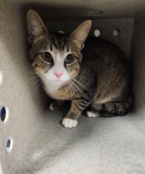 Shelter Stray Male Cat last seen , 11361 W Pico Blvd, Los Angeles, CA 90064, USA