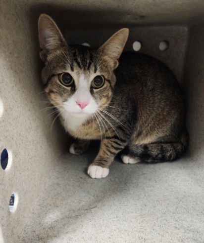 Shelter Stray Male Cat last seen , 11361 W Pico Blvd, Los Angeles, CA 90064, USA