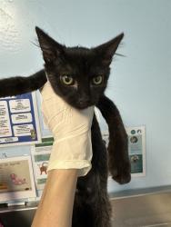 Shelter Stray Male Cat last seen Near BLOCK OLD FARM RD, BAKERSFIELD CA 93312, 3951 Fruitvale Ave, Bakersfield, CA 93308, USA